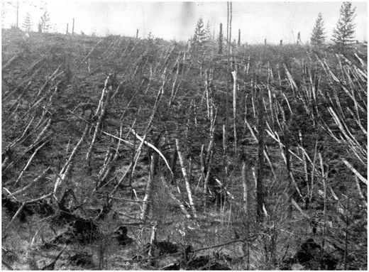 Klicken um zu vergrößern Tunguska Ereignisses