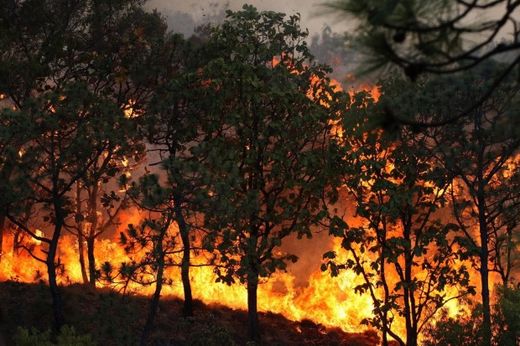 waldbrand