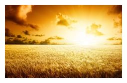 Klicken um zu vergrößern GM Wheat