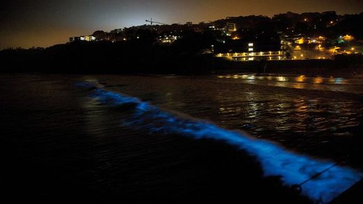 Klicken um zu vergrößern Blaue Alge