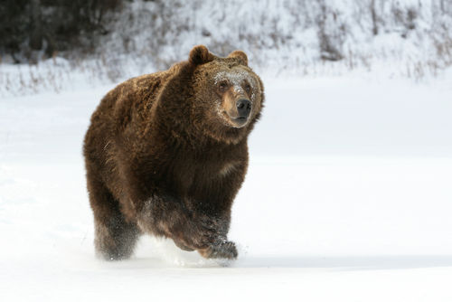 Bär im Schnee