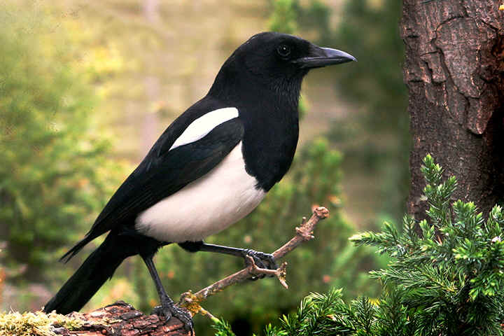elster, magpie