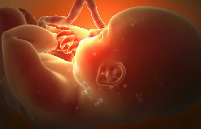 Fötus im Mutterleib (Illustration): Zehn Prozent des mütterlichen Stresshormons Cortisol erreichen das Ungeborene