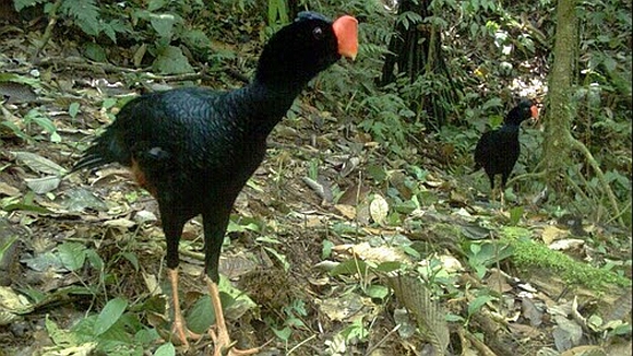 Amazonashokko Vögel 
