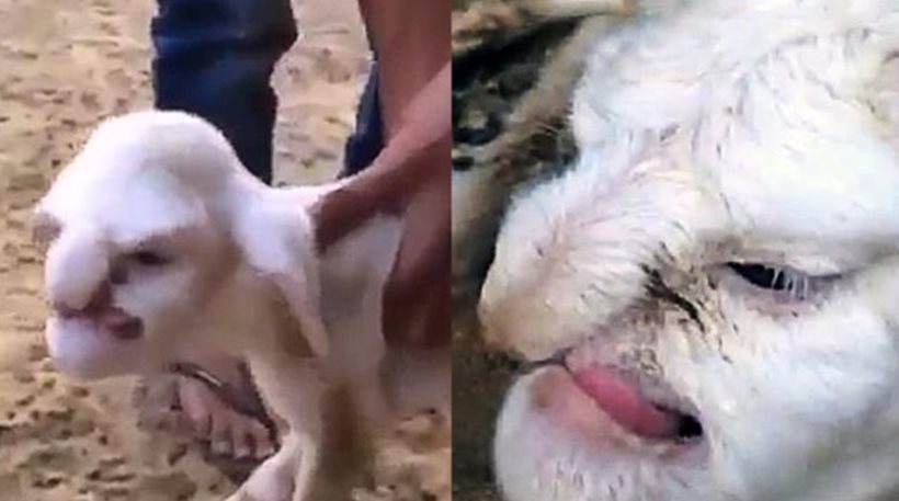 lamb with human face
