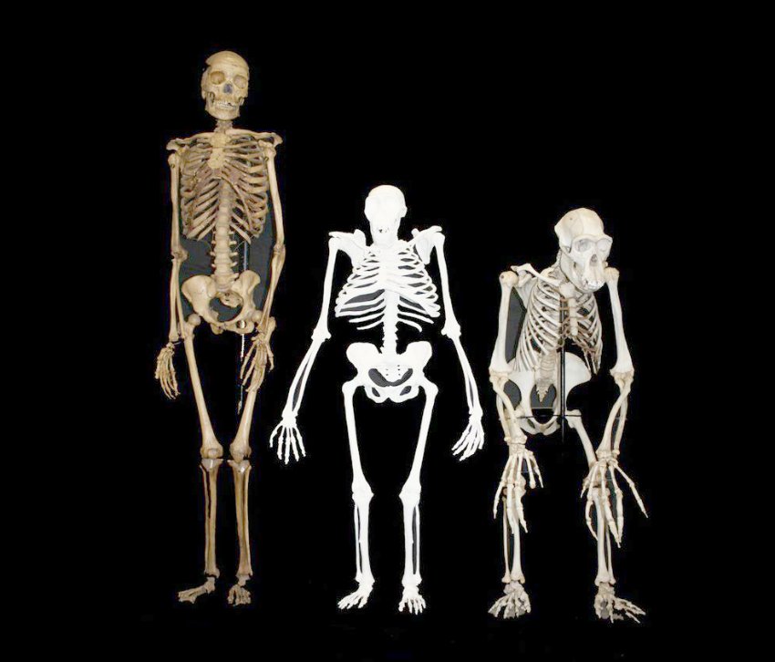 menschenartige skelette,lucy