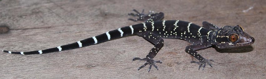Gecko Cyrtodactylus vilaphongi Laos