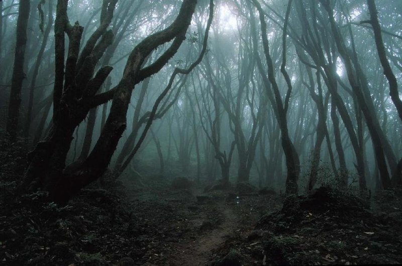 dunkler wald, forest