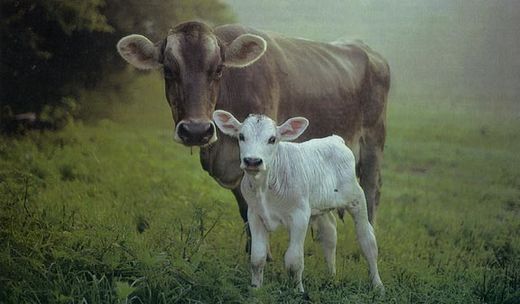 Mother cow with calf / Kuh mit Kalb