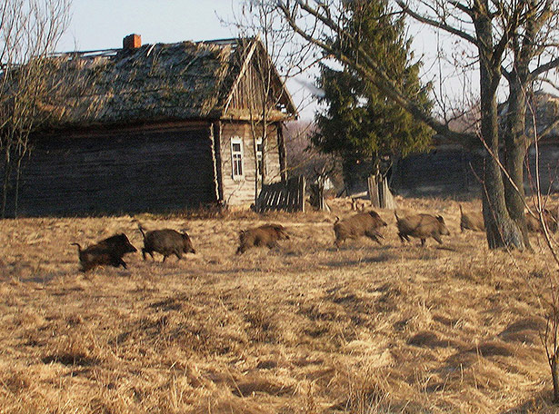 Wildschweine Tschernobyl