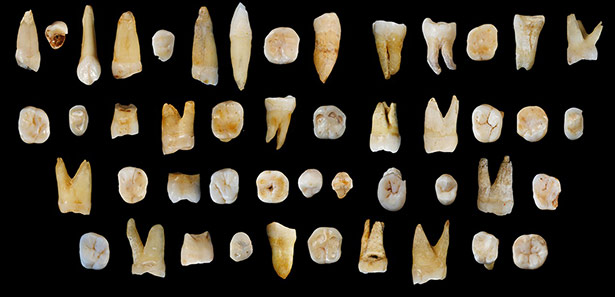 Diese 47 menschlichen Zähne entdeckten Forscher in der Fuyan Höhle. Sie sind 80.000 bis 120.000 Jahre alt.