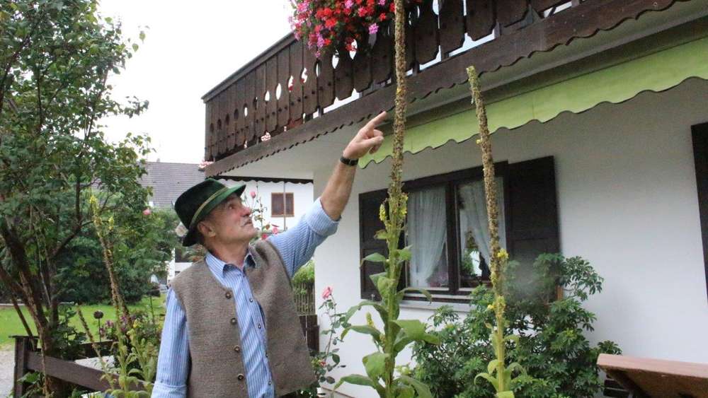 Der Blütenstand der Wetterkerze zeigt Sepp Haslinger wie der kommende Winter wird. Oktober 2015