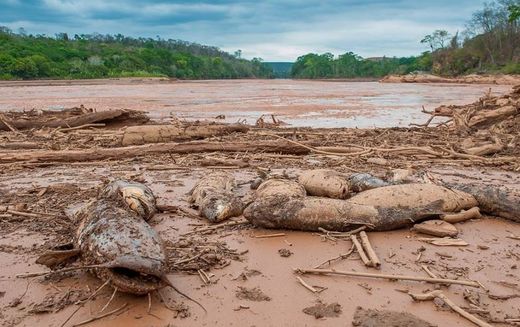 Brasilien - Gigantisches Umweltdesaster nach Dammbruch von Eisenerzmine
