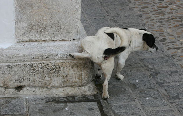 Urinierender Hund.