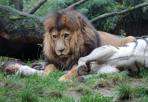 Löwenmännchen Piefke im Zoo Duisburg: Zebra zum Fraß vorgeworfen