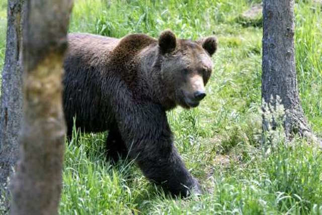 brown bear, Braunbär
