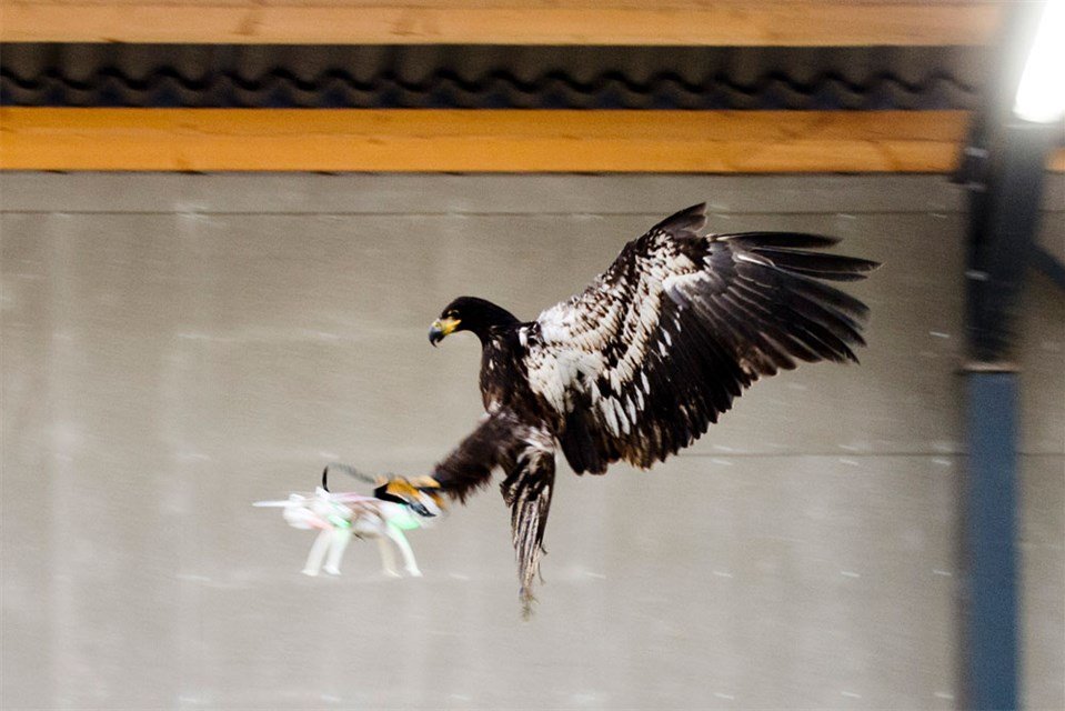 Adler Drohnen Fang