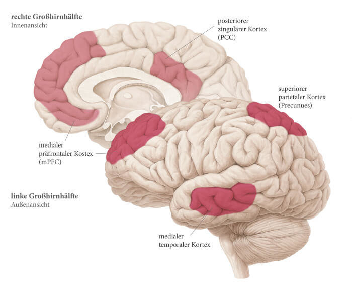 Gehirn, linke und rechte gehirnhälfte