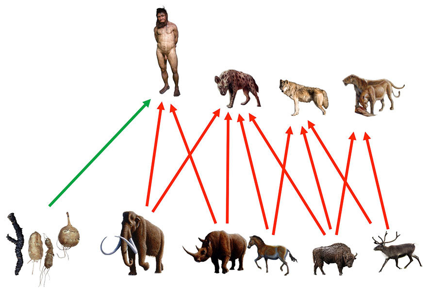 Die verschiedenen Jäger und ihre Beute. Ernährung Neandertaler; diet Neandertal