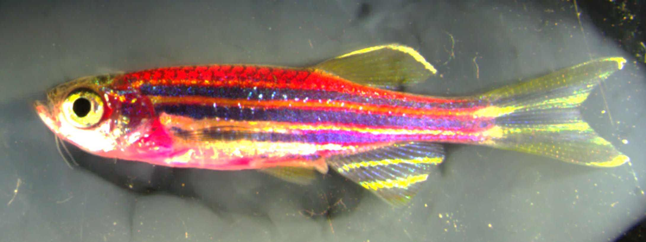 rainbow fish