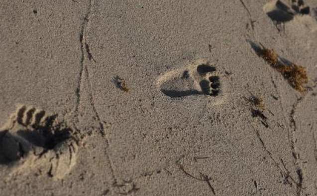 Füße,Fußspuren im Sand
