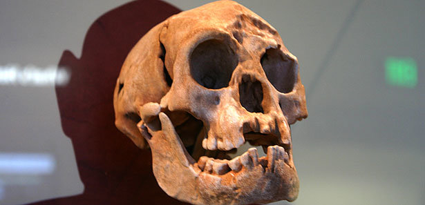 Schädel Hobbit Mensch, Homo floresiensis