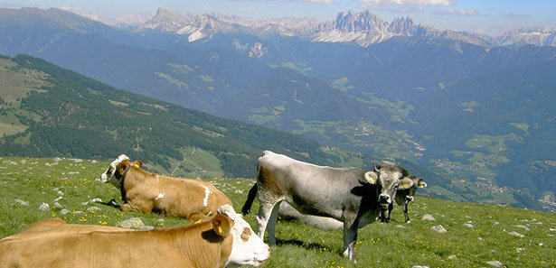 cow mountain