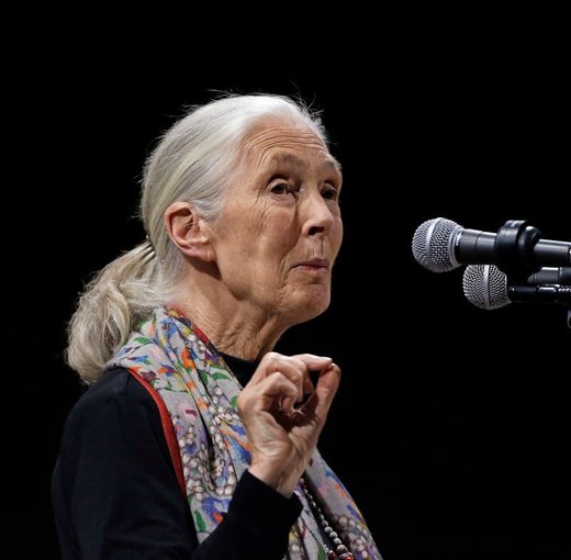 Forscherin Jane Goodall