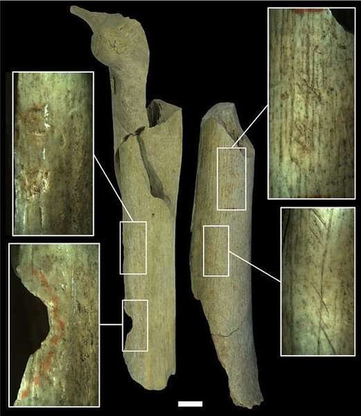 Die unterschiedlichen Kategorien menschlicher Bearbeitung an den Knochen aus den Goyet-Höhlen: Femur I (links) zeigt Schlagspuren und Femur II (rechts) Schnittmarken. Femur III zeigt zudem Spuren, die bei der Bearbeitung von Steinwerkzeugen entstehen.