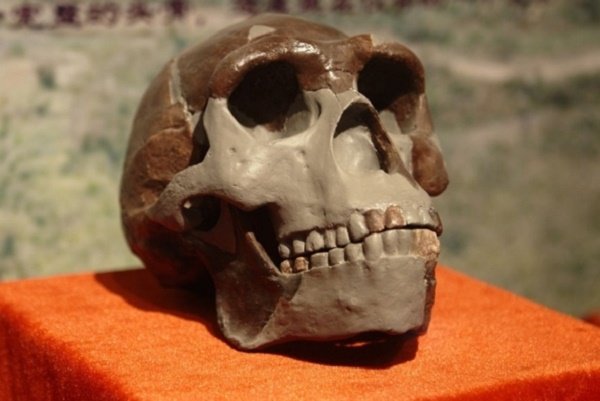 Fossil skull Peking Man