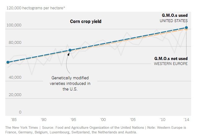 Grafik: Vergleich der Mais-Erträge in West-Europa (nicht gentechnisch verändert/gelb) zu USA (gentechnisch verändert/blau)