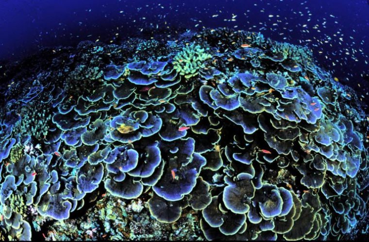 Korallenriff Amazonas-Riff