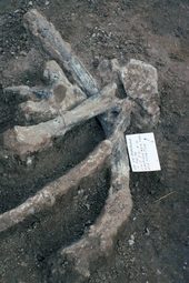 Erst 2014 gelang es, das Alter der Knochen und der geologischen Schicht, in der sie gefunden wurden, eindeutig zu bestimmen. Jetzt war klar: Wenn es Menschen waren, die diese Skelette verwüsteten, dann geschah das vor 131.000 Jahren.