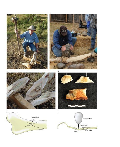 Fund und Experiment: Die Forscher versuchten, die Bruchmuster und Gebrauchsspuren an den Fundknochen und -steinen mit dem Zermalmen von Elefantenknochen nachzuvollziehen - mit Erfolg.