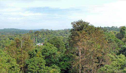 Die Überreste von Mahendraparvata sind weiterhin unter dem dichten Regenwald von Phnom Kulen verborgen. 