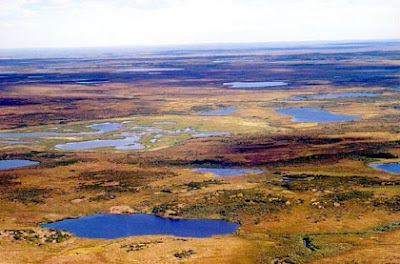 Sibirische Tundra