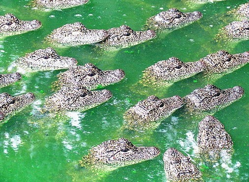 china alligatoren