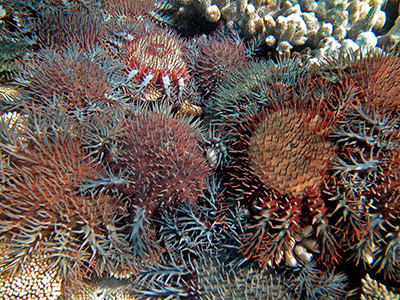 Great Barrier Reef, Seesterne