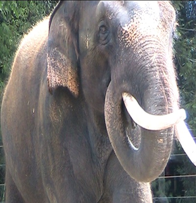 Elefant Koshik