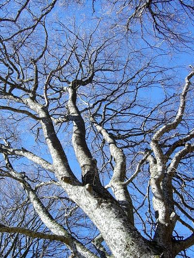 Baum, Rotbuche