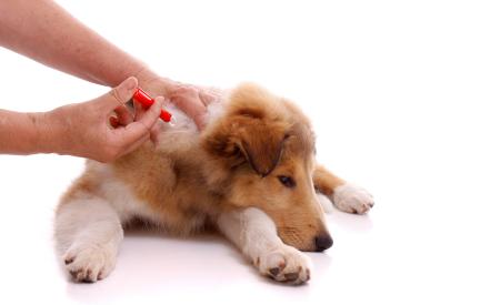 Hund, Impfung