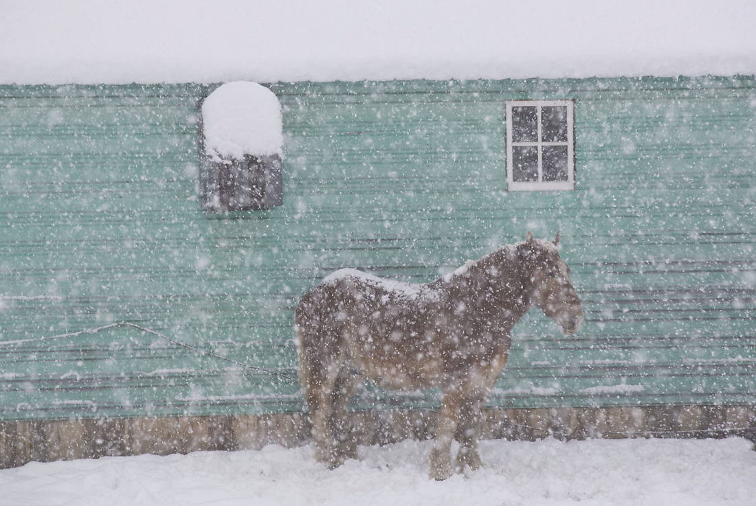 Schneesturm, Pferd