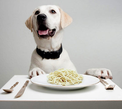 Hund, Ernährung