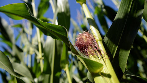 genmanipulierter Mais