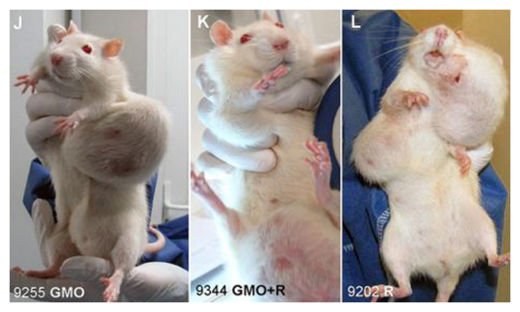 GMO Rats