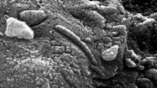 außerirdische mikrobe