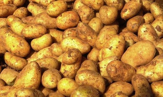 Erdapfel Kartoffel genetisch modifiziert