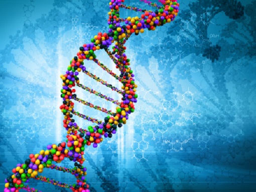 DNA, DNS Strang