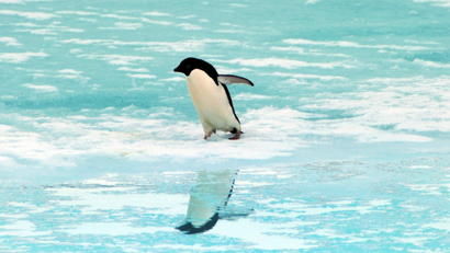 pinguin eis