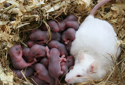 Mäusemutter mit ihren Jungen